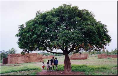 Manguier